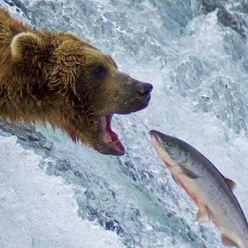 Bear catching salmon